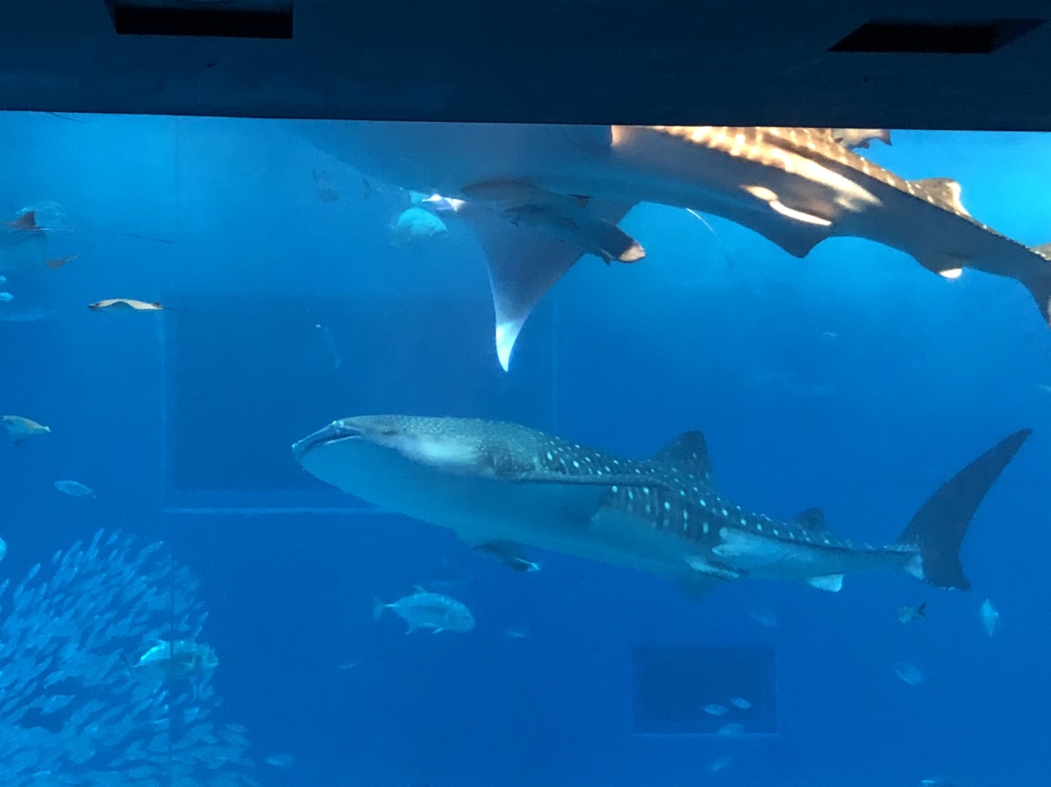 美ら海水族館