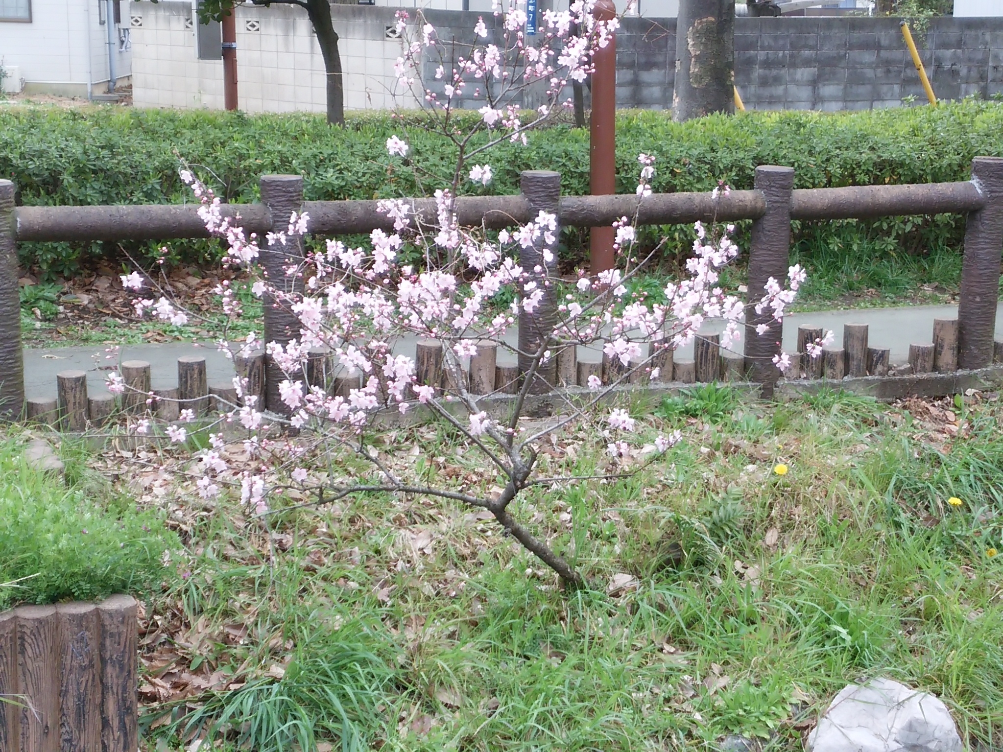 桜