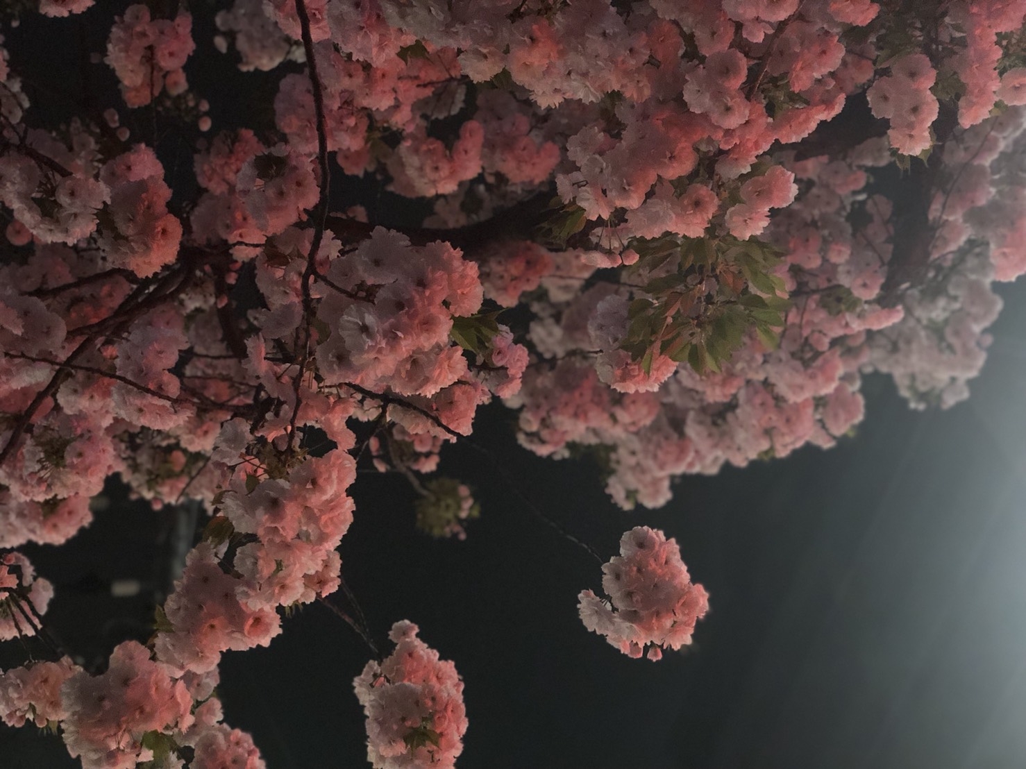 桜が