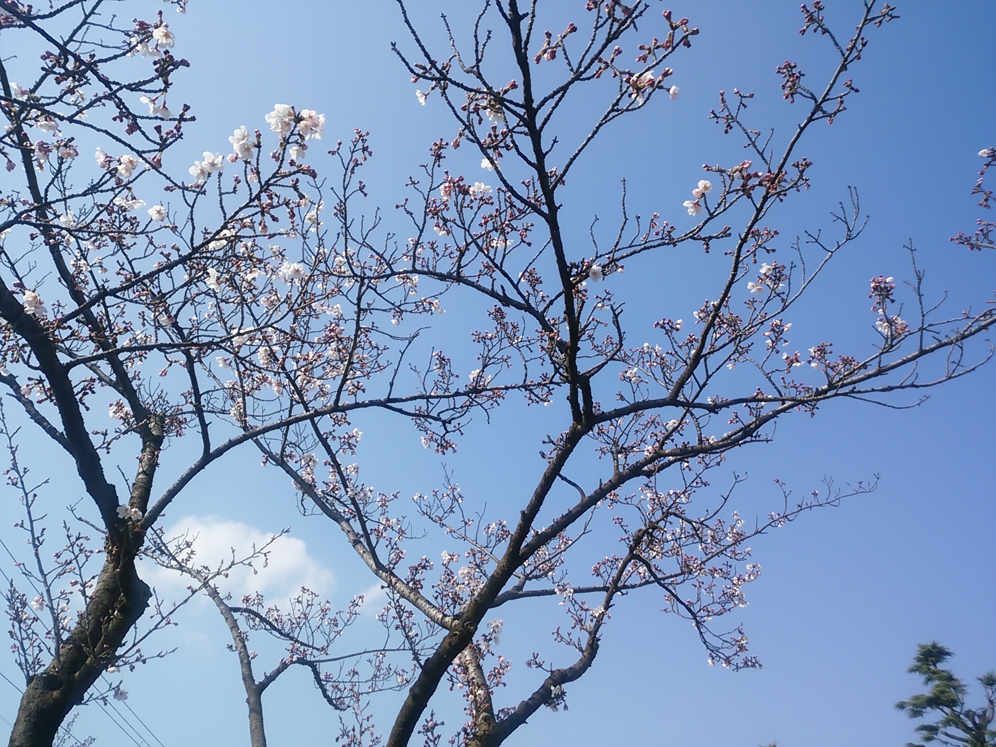 桜